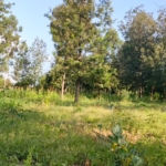 Quarter Acre Plots for Sale – Ngong Olkeri