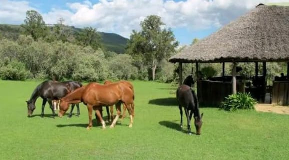 EXCLUSIVE RANCH FOR SALE – NAIVASHA, NAKURU COUNTY