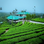 200 Acres of Pristine Tea Farm – Kiambu County