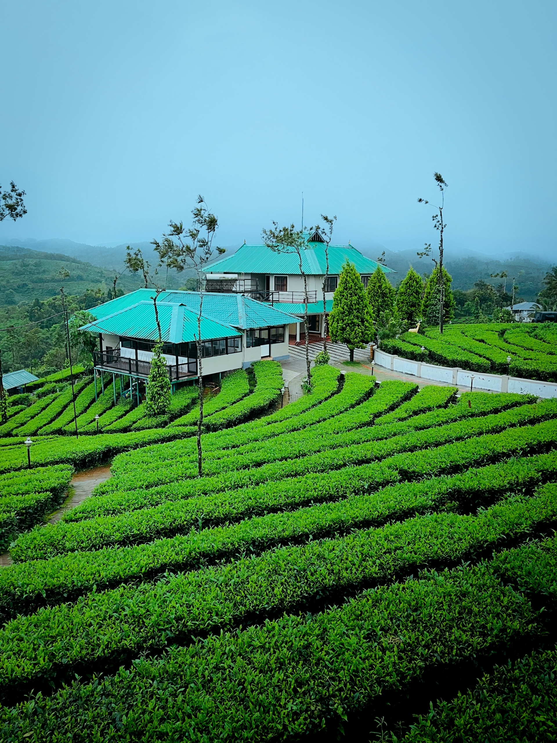 200 Acres of Pristine Tea Farm – Kiambu County